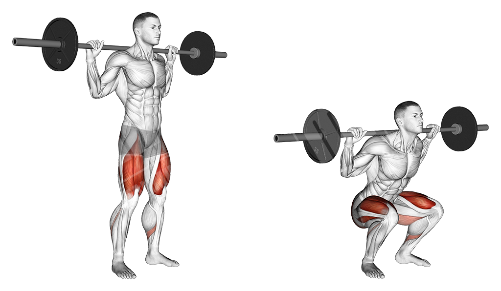 عضلات درگیر اصلی و فرعی در تمرین اسکات